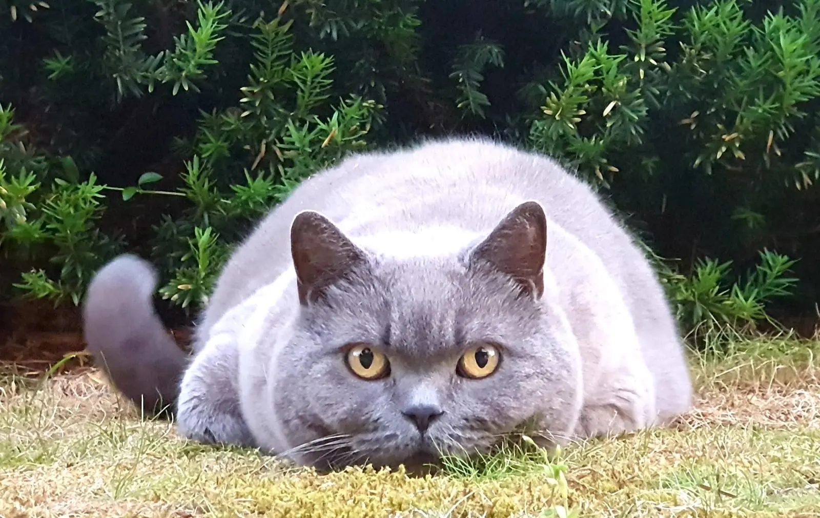 Grå katt som ligger lavt i gresset og stirrer bestemt rett mot kameraet